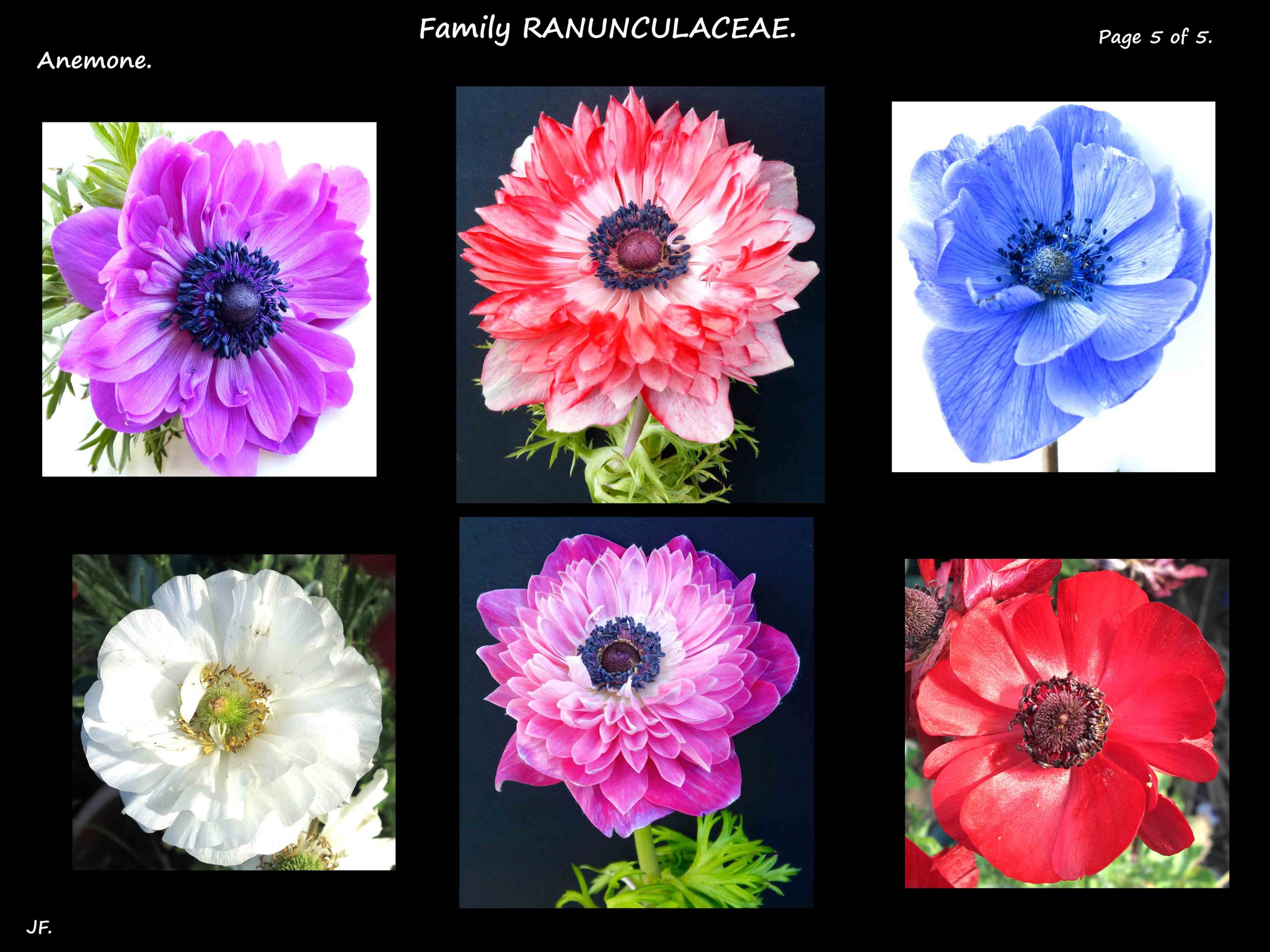 5 Wind flower colours